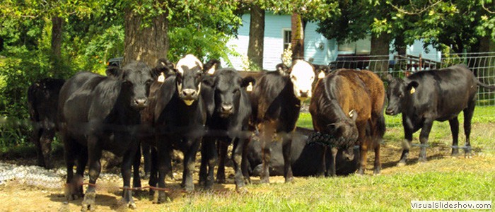 cattle2